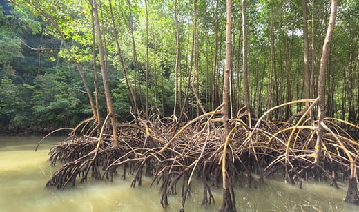 Mangrove-Forest-Conservation